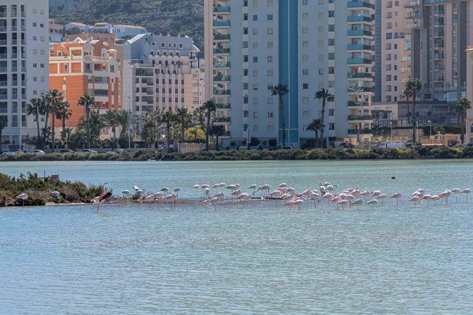 Blick auf die Salinen von Calpe mit Flamingos vor einer Kulisse aus modernen Apartmenthäusern und typisch mediterraner Vegetation.