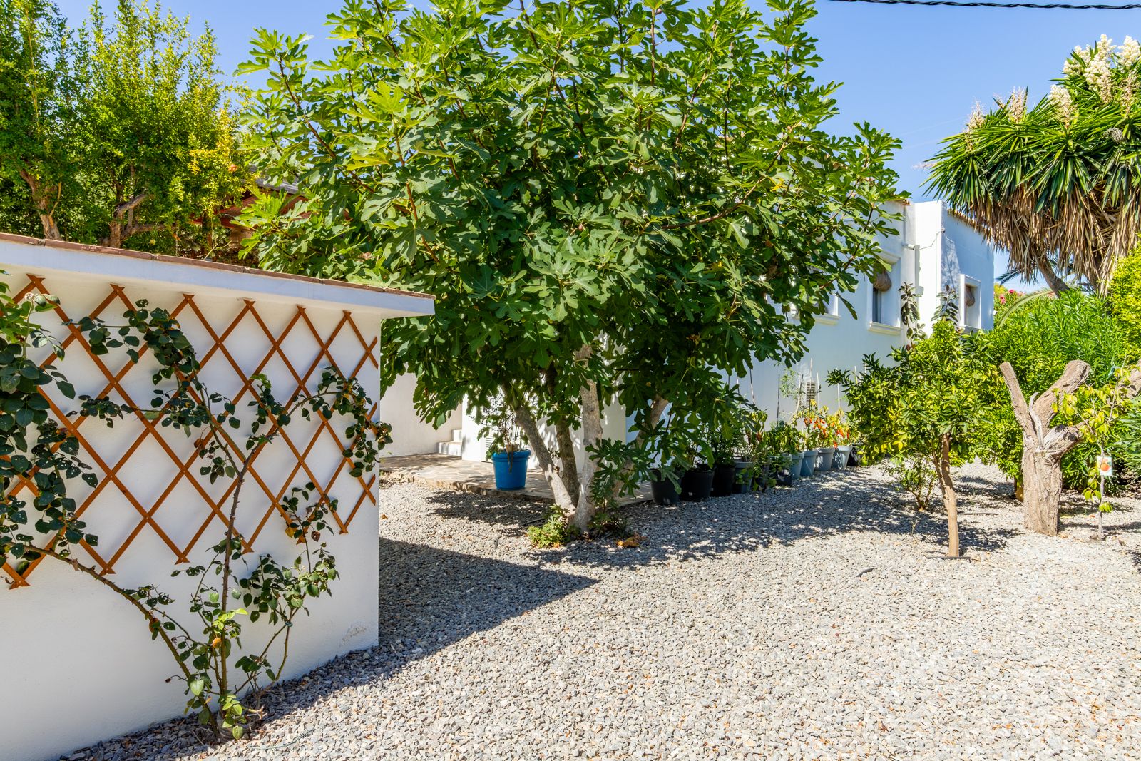 Pflegeleichter mediterraner Garten mit Kiesboden, einem alten Feigenbaum und weißen Mauern mit Holzspalieren für Kletterpflanzen.