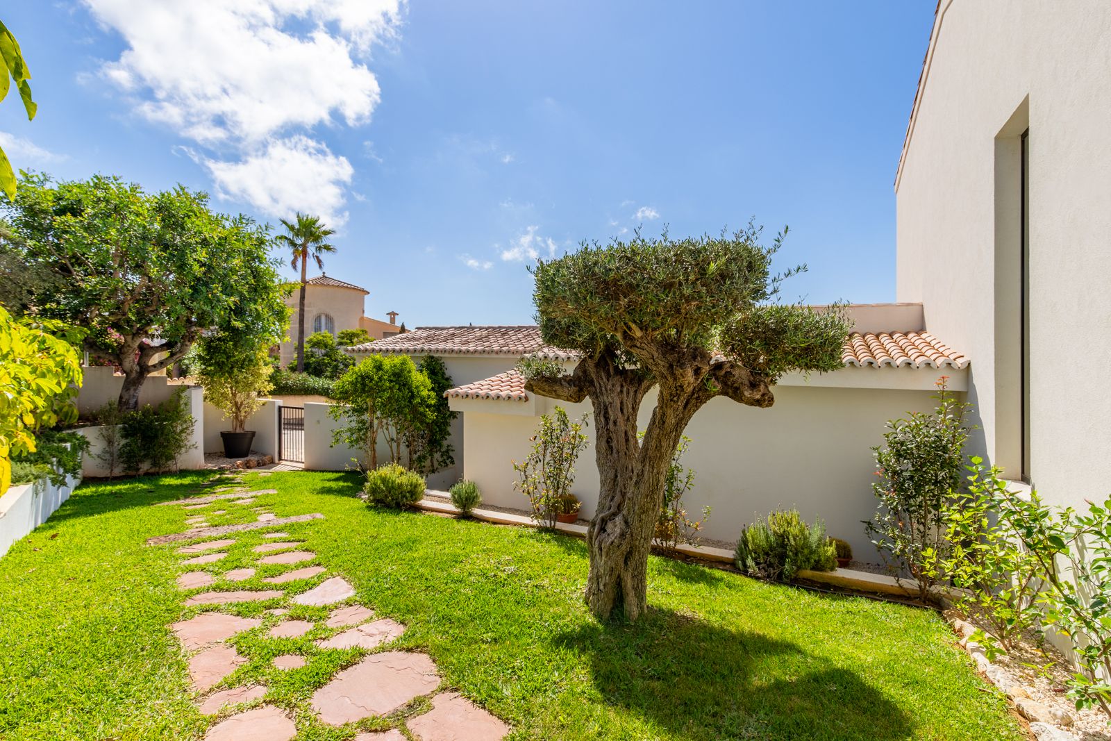 Mediterraner Garten mit gepflegtem Rasen, einem skulpturalen Olivenbaum und einem Natursteinpfad entlang der weißen Fassade.