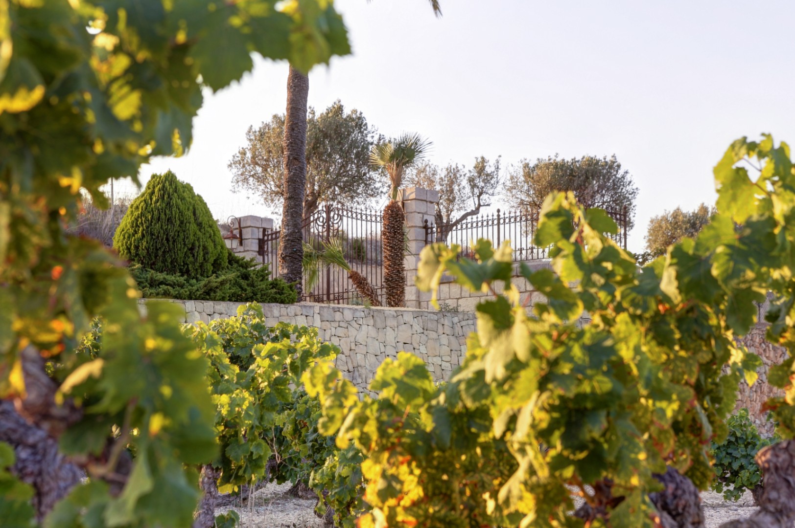 Blick auf die privaten Weinreben und traditionellen Trockensteinmauern des Anwesens, ergänzt durch mediterrane Bäume und schmiedeeiserne Zäune im Abendlicht.