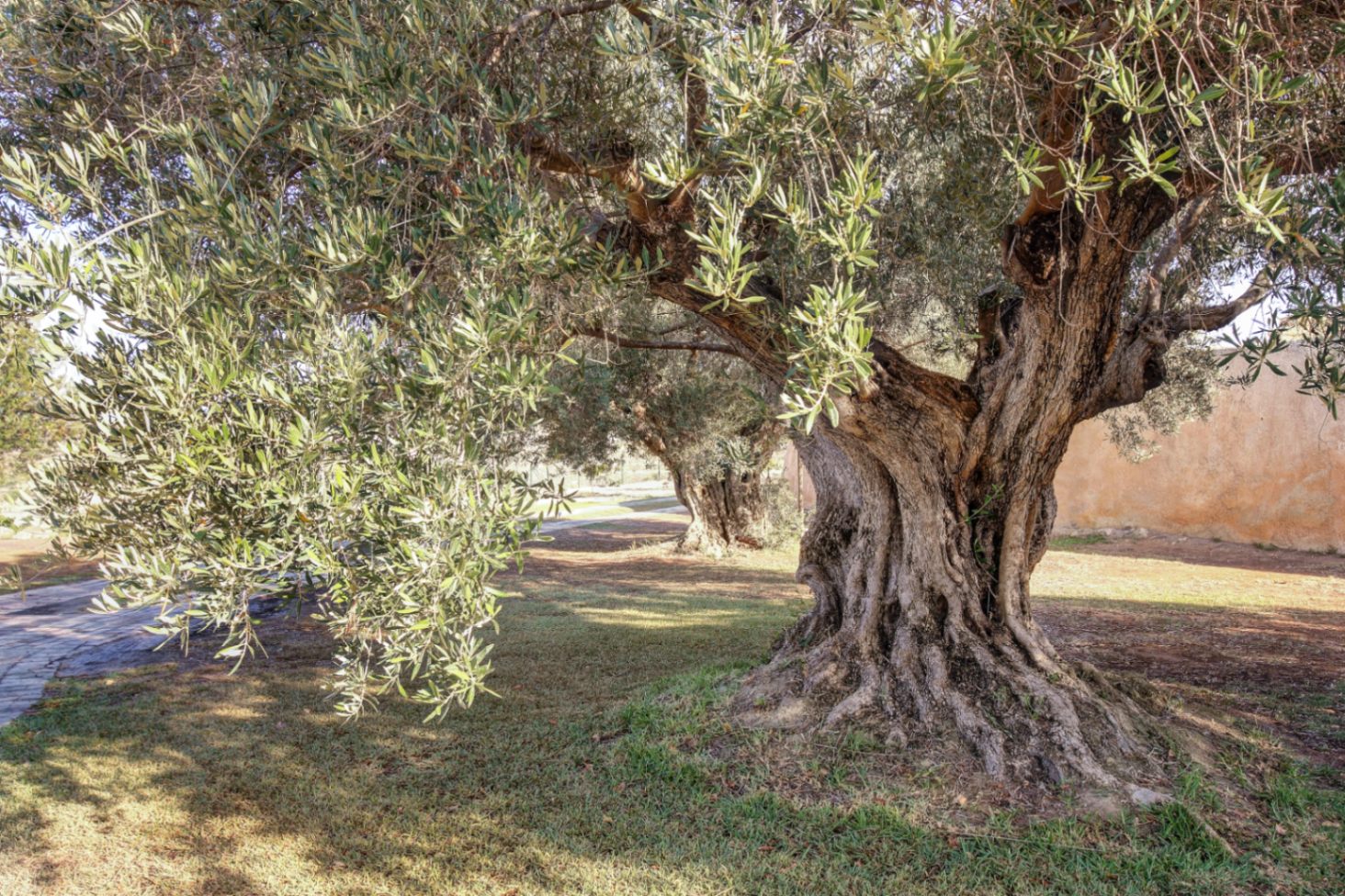 Hundertjähriger Olivenbaum mit knorrigem Stamm im Garten des Anwesens, umgeben von Rasenflächen und Steinwegen im mediterranen Tageslicht.
