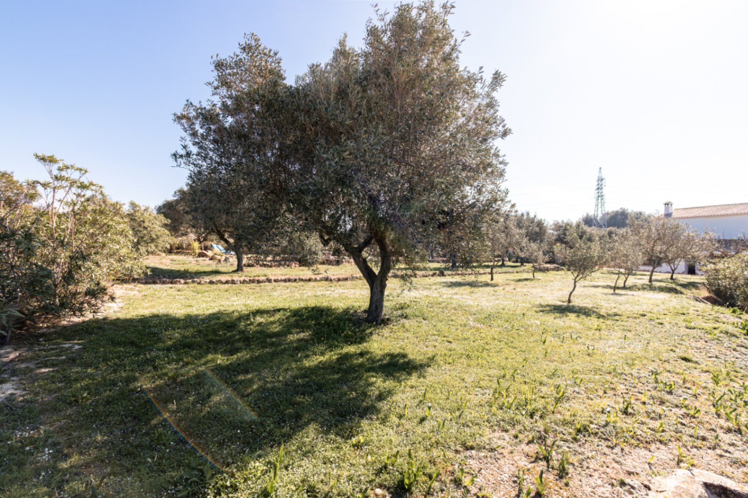 Weitläufiger mediterraner Garten mit alten Olivenbäumen und Natursteinmauern auf einer sonnigen Rasenfläche.