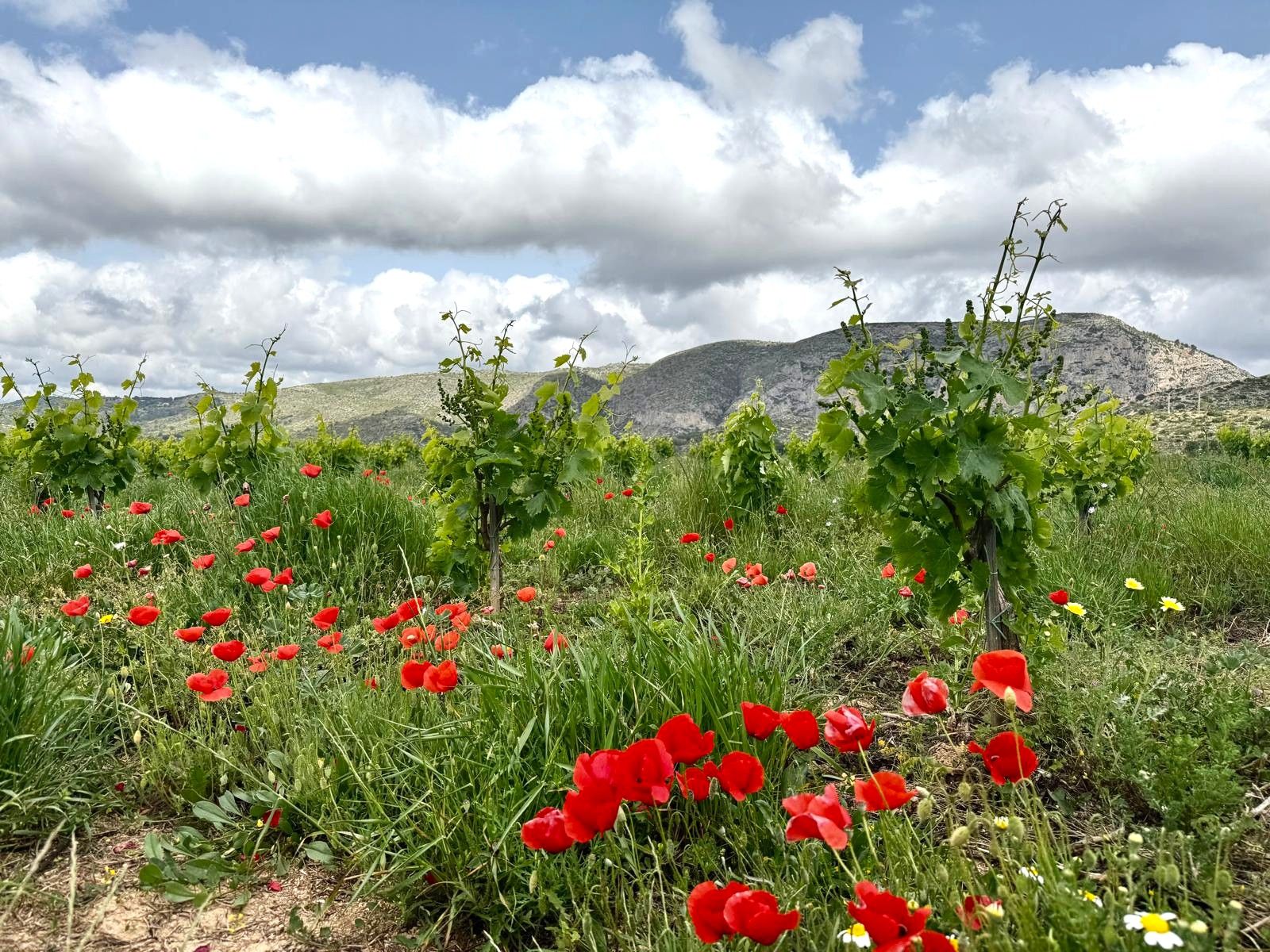 Junger Weinberg mit rotem Mohn und Hügeln im Hintergrund unter bewölktem Himmel in Teulada.