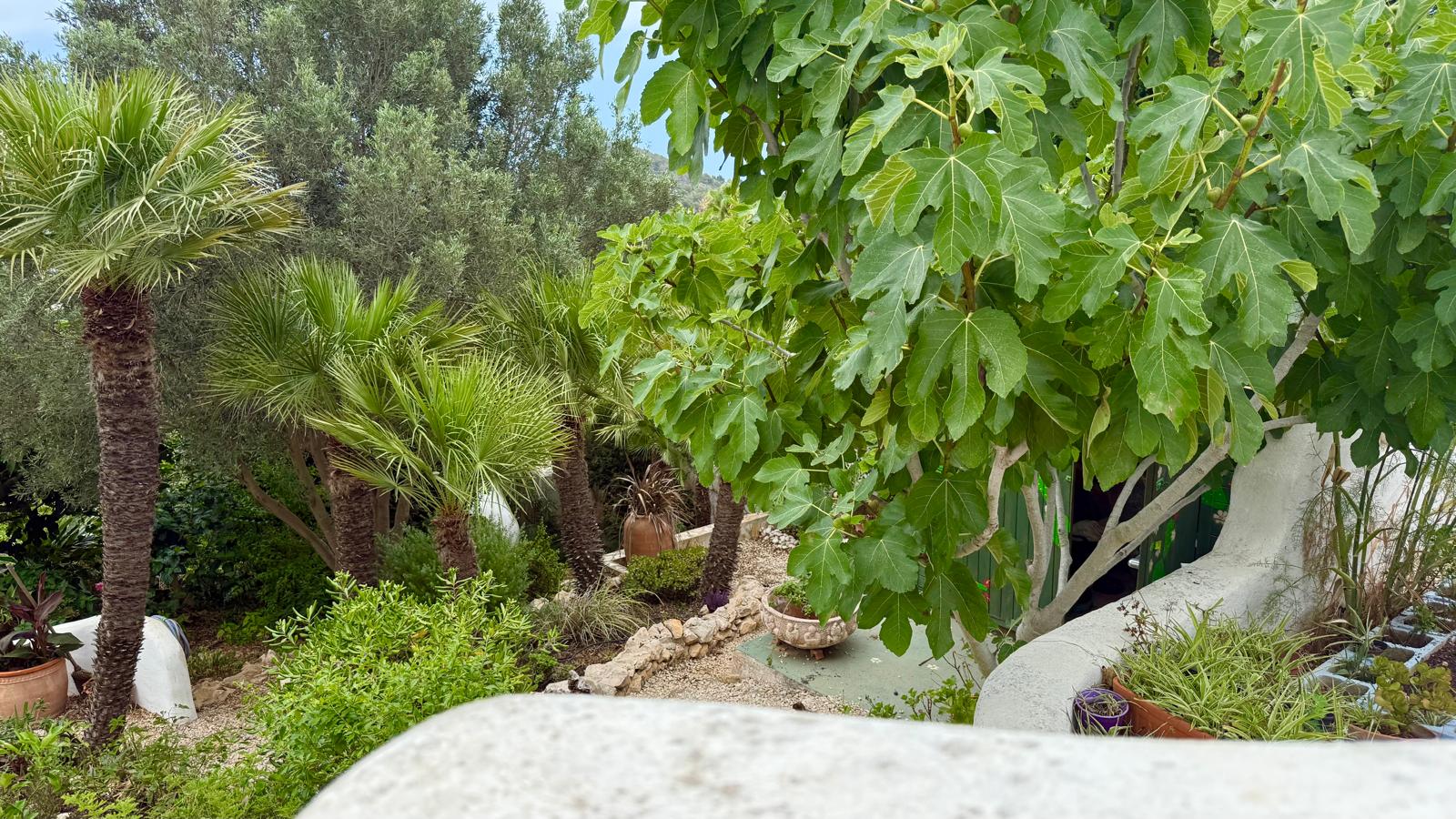 Eingewachsener mediterraner Garten mit Feigenbäumen, Palmen und Kieswegen, eingefasst von weißen Mauern im typischen Ibiza-Stil.