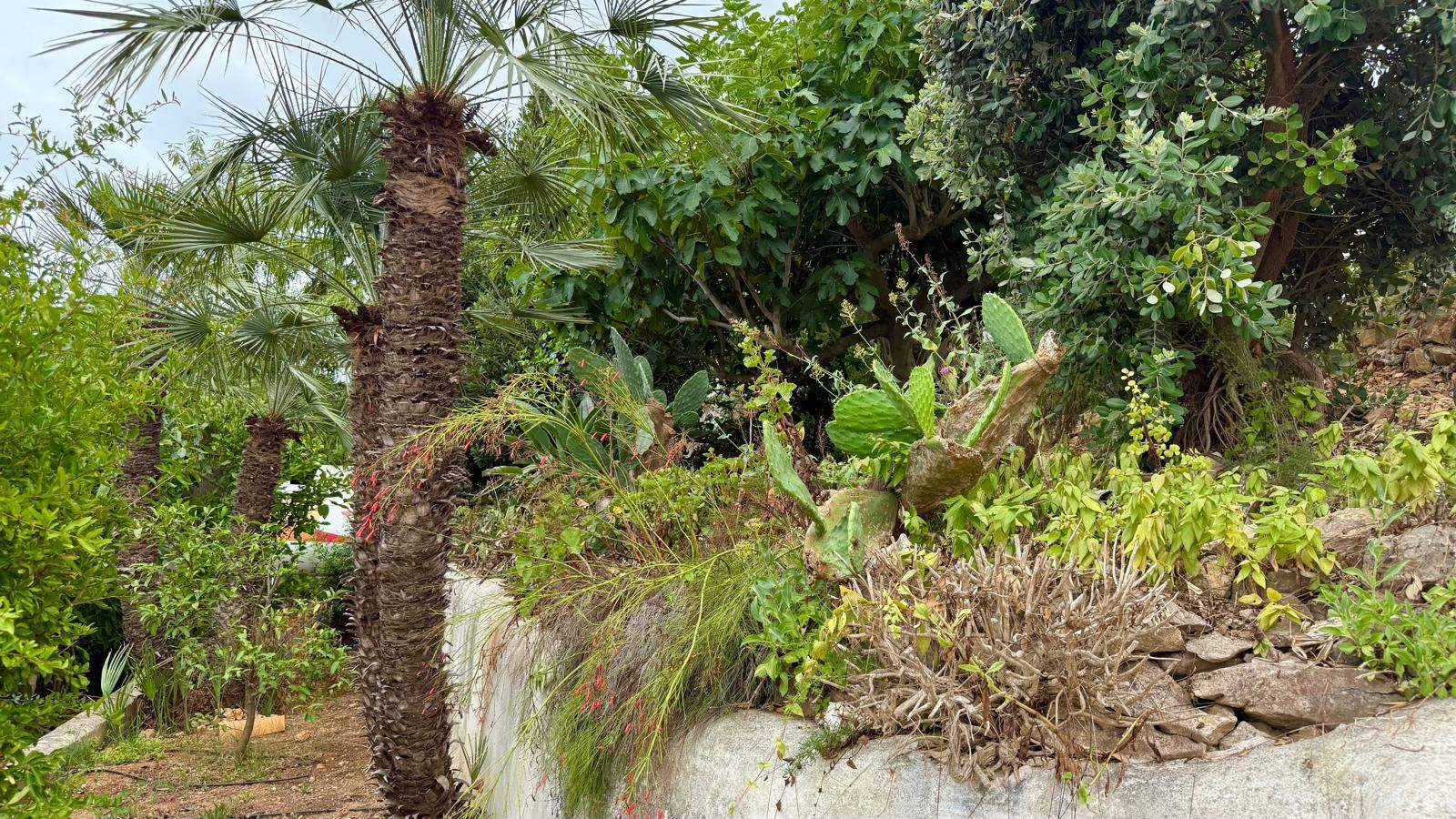 Eingewachsener mediterraner Garten mit Palmen, Feigenkakteen und üppiger Bepflanzung auf Steinterrassen, inklusive Tröpfchenbewässerungssystem.
