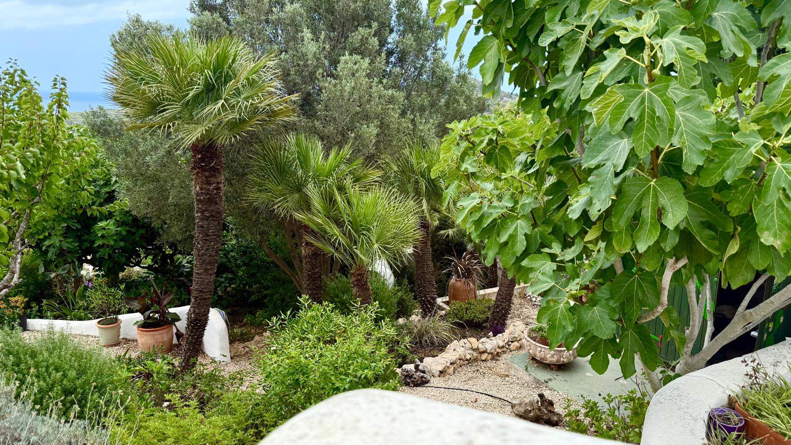 Eingewachsener mediterraner Terrassengarten mit Palmen, Feigenbäumen und Natursteinmauern, der einen weiten Blick auf das Meer bietet.