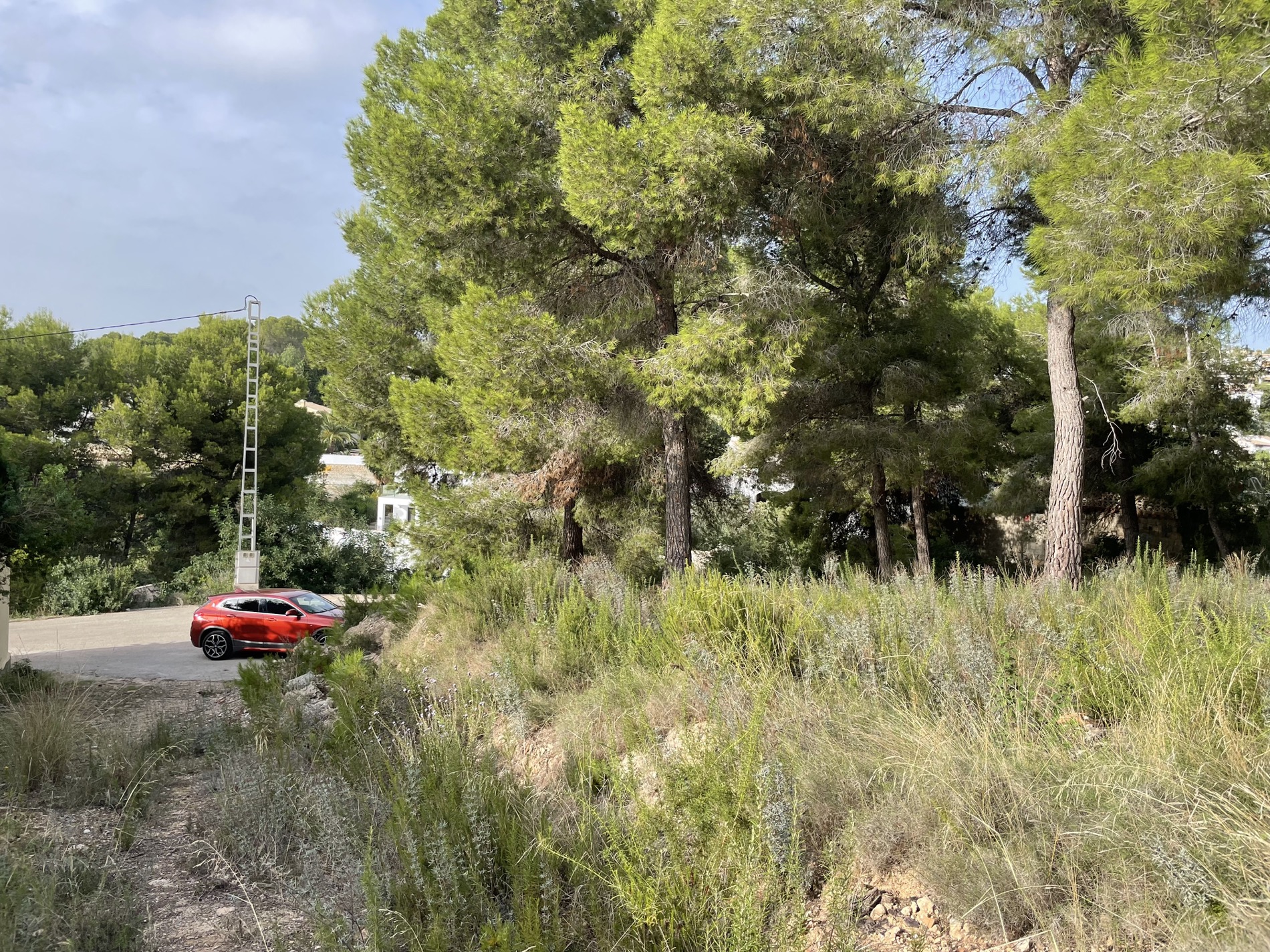 Erhöhte Ansicht des Grundstücks mit altem Pinienbestand und natürlicher Vegetation sowie direktem Zugang zur asphaltierten Wohnstraße.