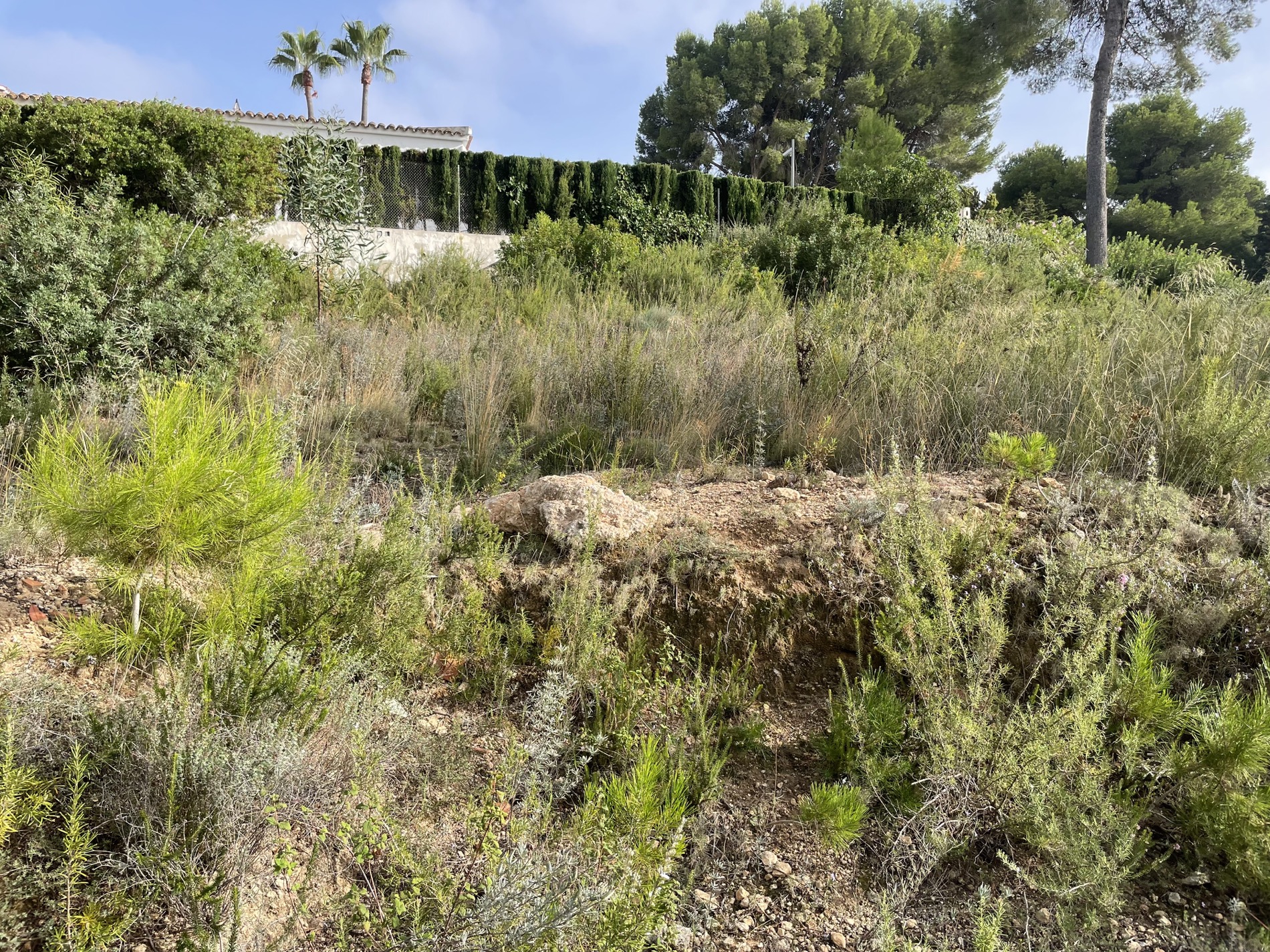 Erhöhtes Grundstück mit einheimischer mediterraner Vegetation, wilden Sträuchern und Pinien, angrenzend an Nachbargrundstücke mit Zypressenhecken.