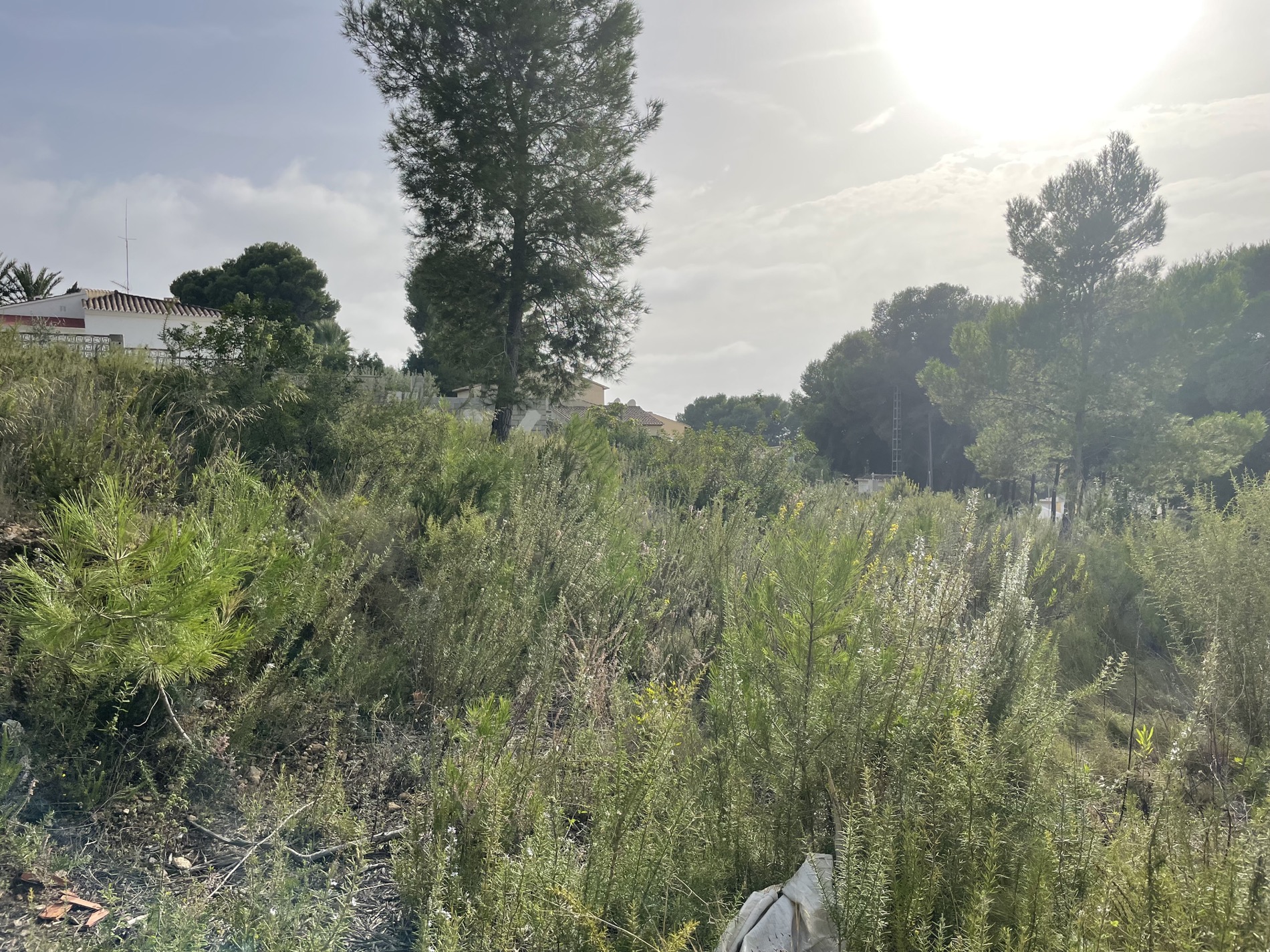 Grundstück mit dichter mediterraner Vegetation, wilden Sträuchern und Pinien, geprägt durch helles natürliches Licht und angrenzende Häuser.
