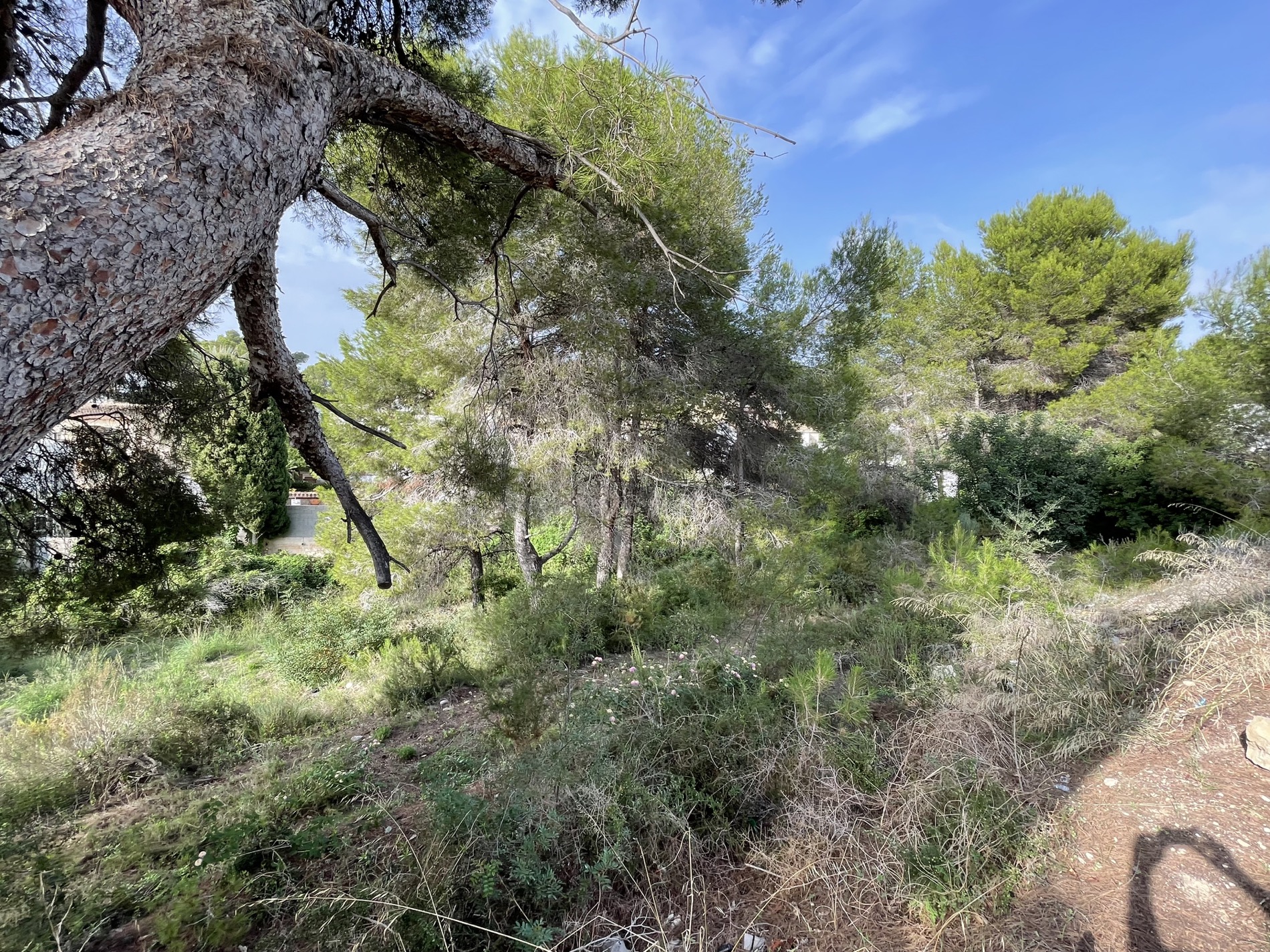 Naturbelassenes Grundstück in Costera del Mar, Moraira, mit altem Pinienbestand und mediterraner Flora. Das Gelände bietet natürlichen Schatten und eine ruhige Atmosphäre.