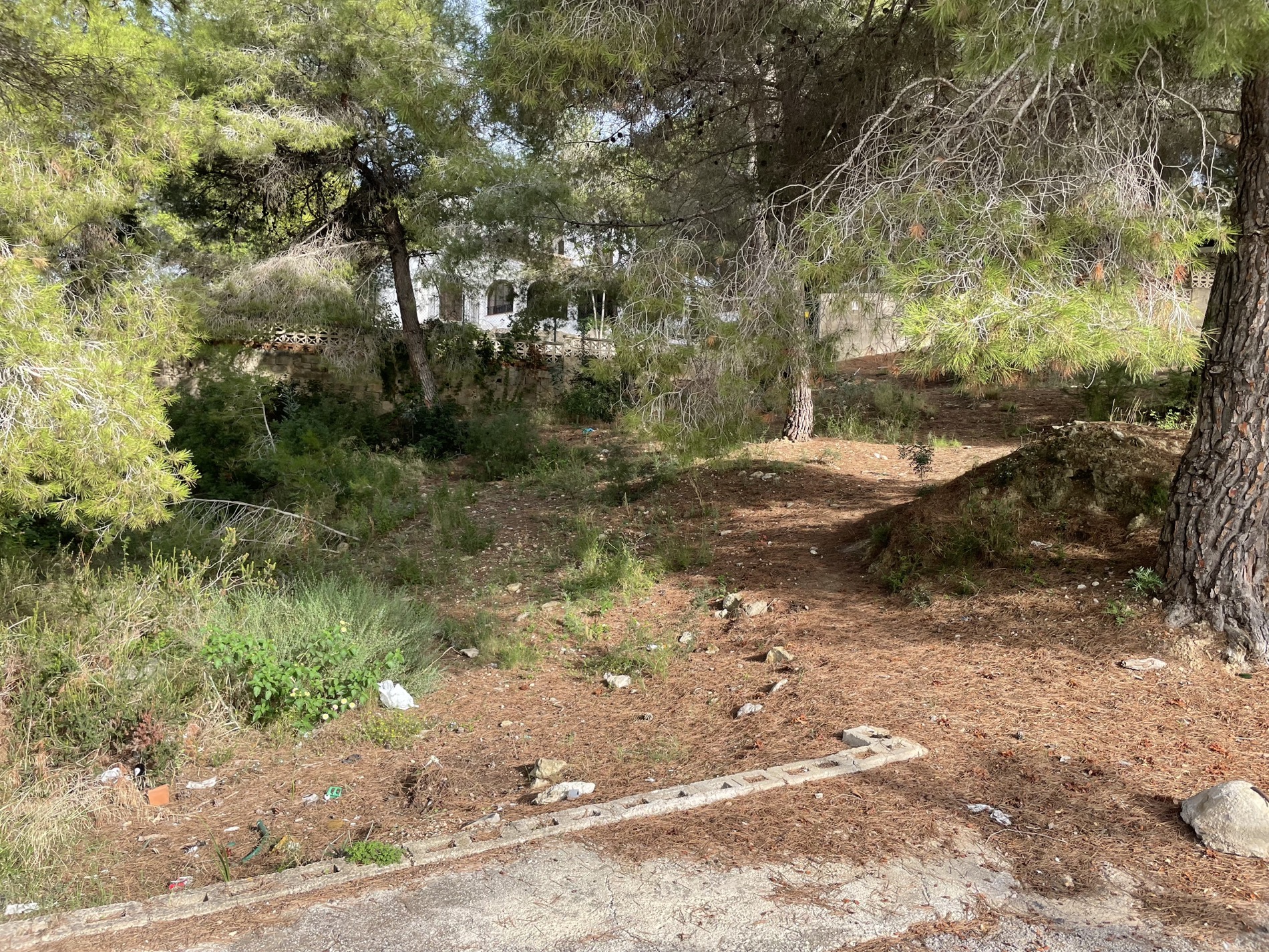 Naturbelassenes Grundstück mit altem Pinienbestand und mediterraner Vegetation. Im Hintergrund ist ein weißes Gebäude hinter dem mit Nadeln bedeckten Hang erkennbar.