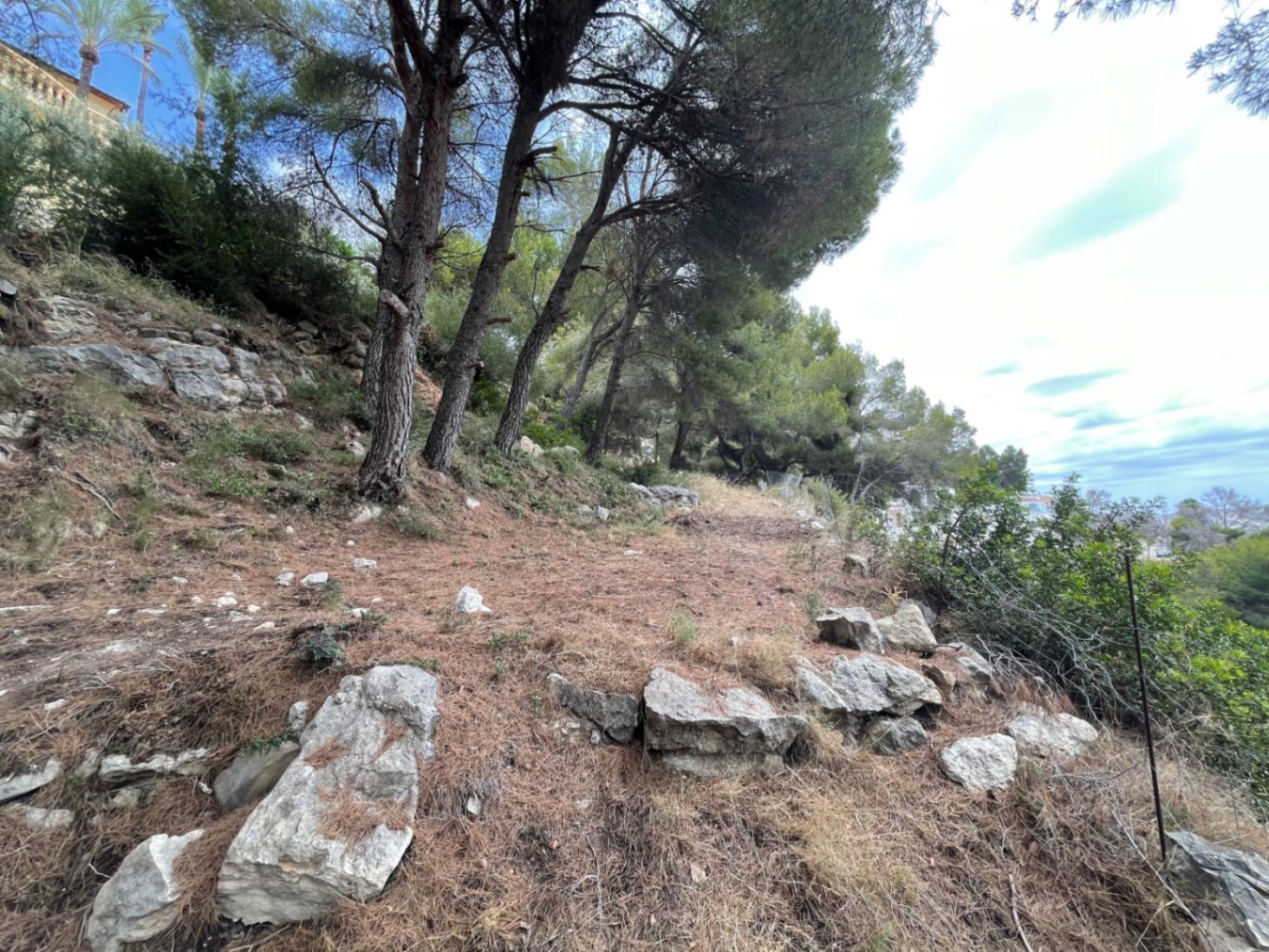 Erhöhtes Baugrundstück in Hanglage mit altem Pinienbestand und natürlichen Felsformationen. Bietet eine authentische mediterrane Umgebung für Neubauten.