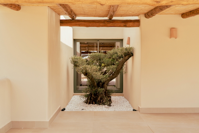 Innenhof mit einem skulpturalen Olivenbaum auf weißem Kies, ergänzt durch eine Decke aus Naturholzbalken und traditionellem Schilfrohr.