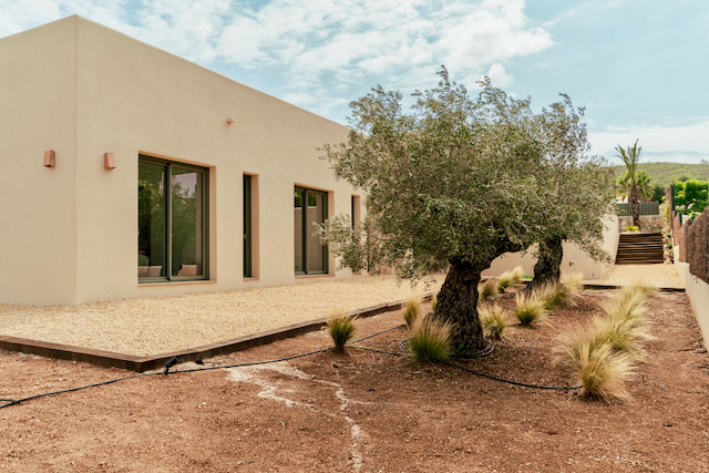 Moderne sandfarbene Fassade mit dunklen Fensterrahmen, eingebettet in einen mediterranen Garten mit alten Olivenbäumen und dekorativem Kies.