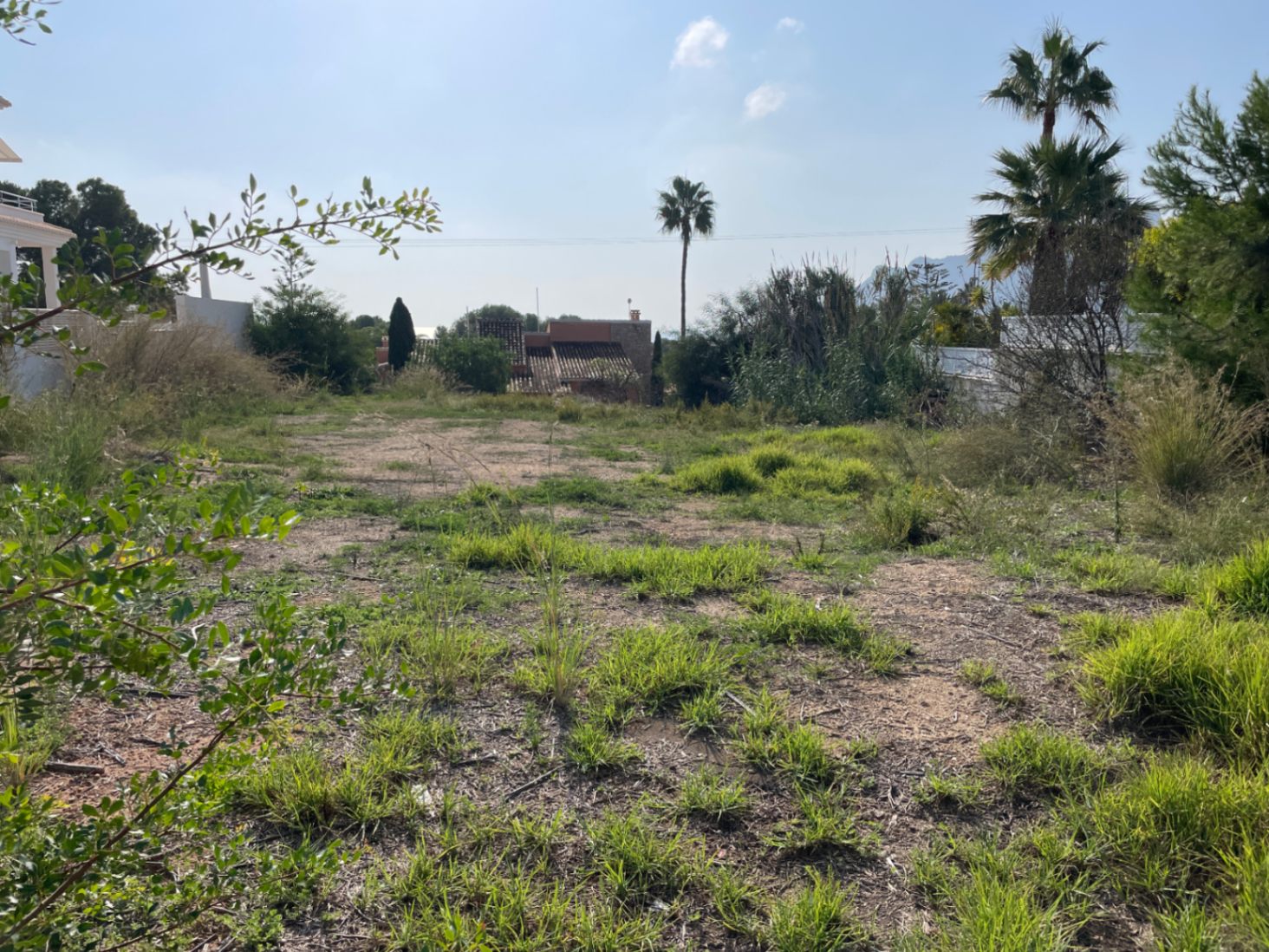Ebenes, 856 m² großes Baugrundstück in Bassetes, Calpe, mit mediterraner Vegetation und Palmen, ideal für einen nach Süden ausgerichteten Neubau.