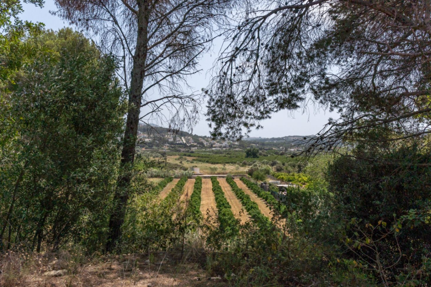 Panoramablick von dem Anwesen auf das Tal mit landwirtschaftlichen Anbaureihen und fernen Hügeln, eingerahmt von Pinien und Olivenbäumen.