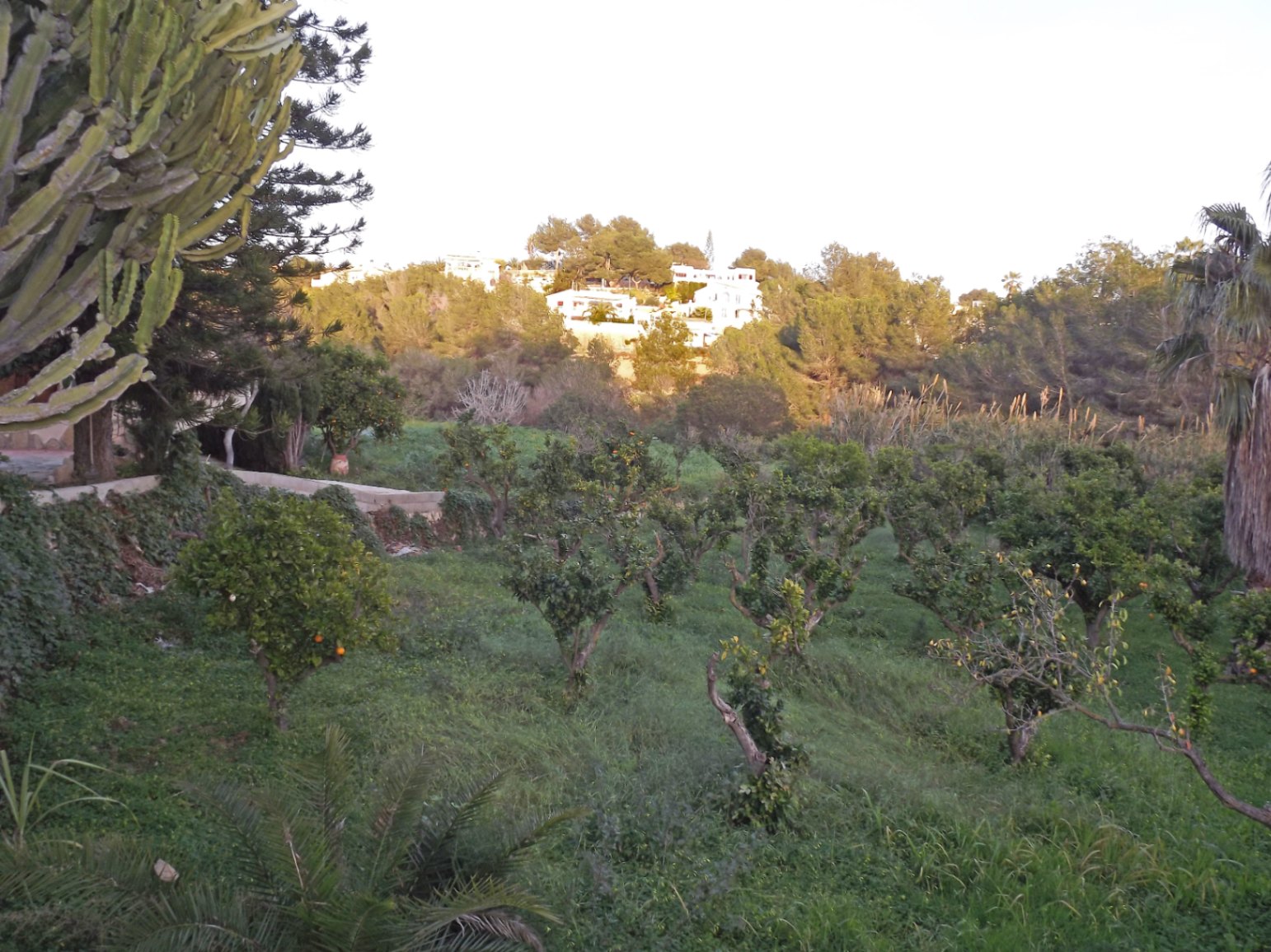 Großes Grundstück mit Zitrusgarten und mediterraner Vegetation, mit freiem Blick auf die bewohnten Hügel von Benissa im natürlichen Abendlicht.