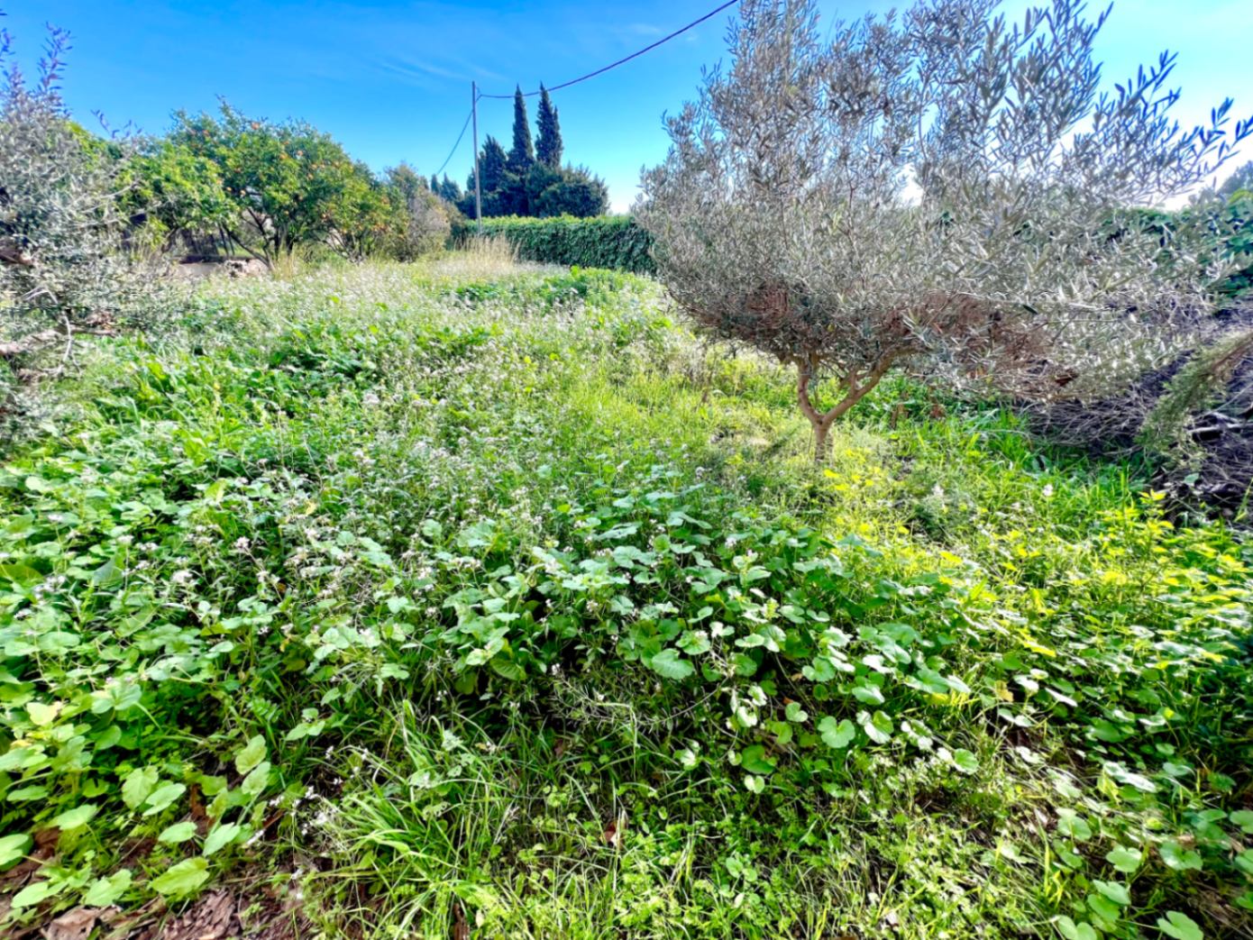Rustikales Grundstück mit einheimischer Vegetation, Olivenbäumen und Zitrusfrüchten unter klarem Himmel, ideal für einen privaten Garten.