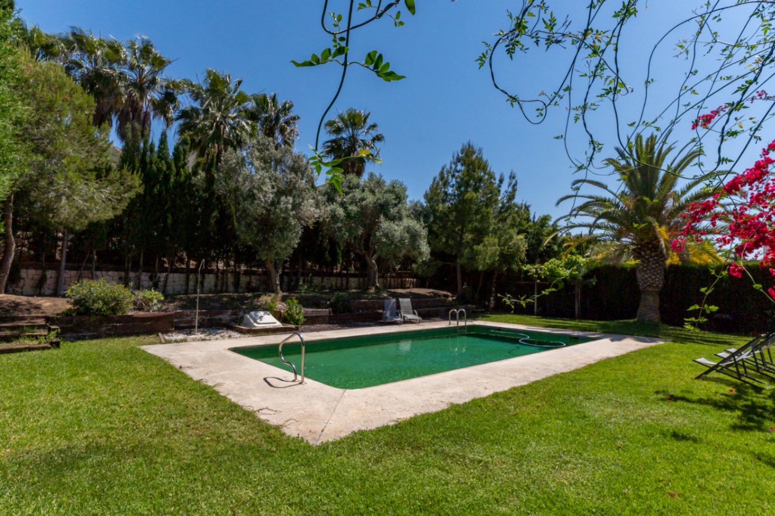 Rechteckiger Außenpool in einem gepflegten mediterranen Garten mit Rasenfläche, Palmen, Pinien und blühenden Bougainvilleen.