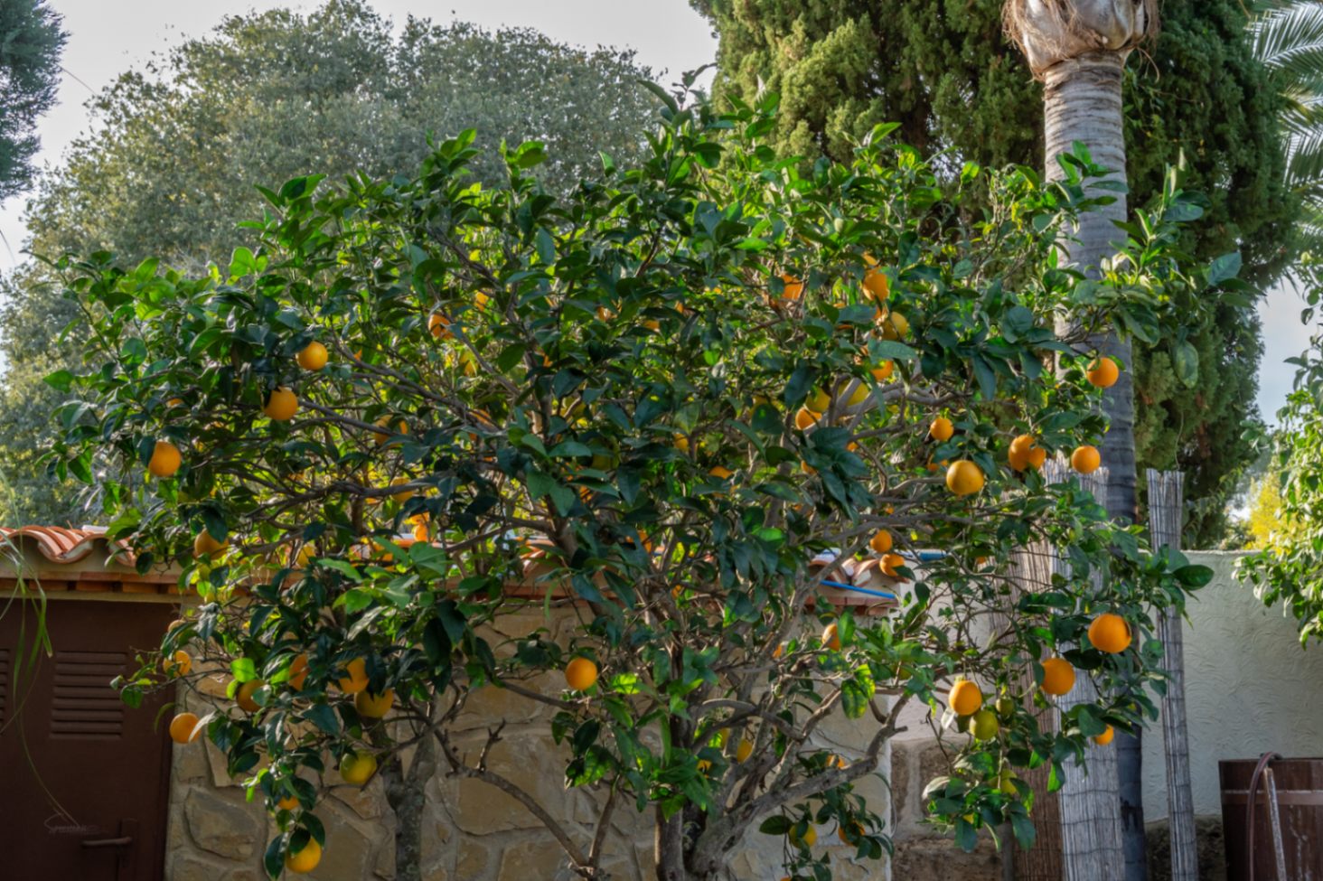 Ertragreicher Orangenbaum im mediterranen Garten, flankiert von Natursteinmauern und üppigem Grün, das für eine ruhige und private Atmosphäre sorgt.