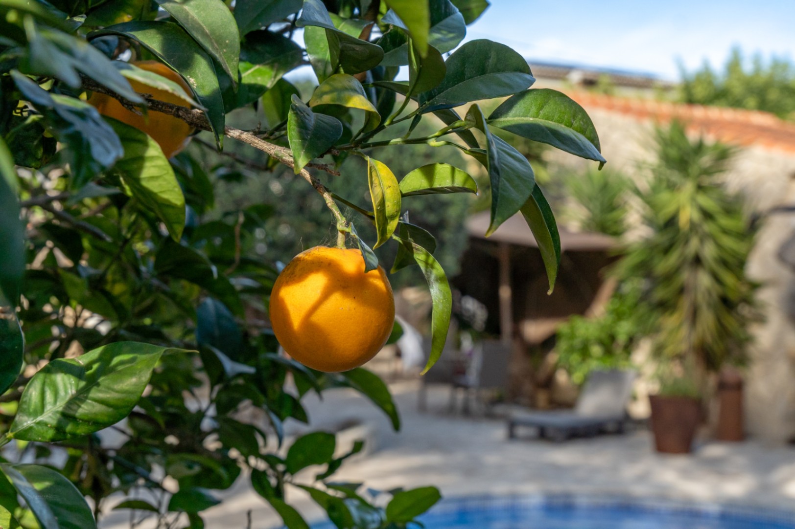 Nahaufnahme eines Orangenbaums im mediterranen Garten mit Blick auf den Poolbereich und die gepflasterte Sonnenterrasse.