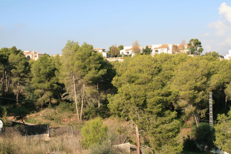 Erhöhte Ansicht eines Hanggrundstücks mit altem Kiefernbestand und mediterraner Vegetation, mit Blick auf bestehende Villen im Hintergrund.