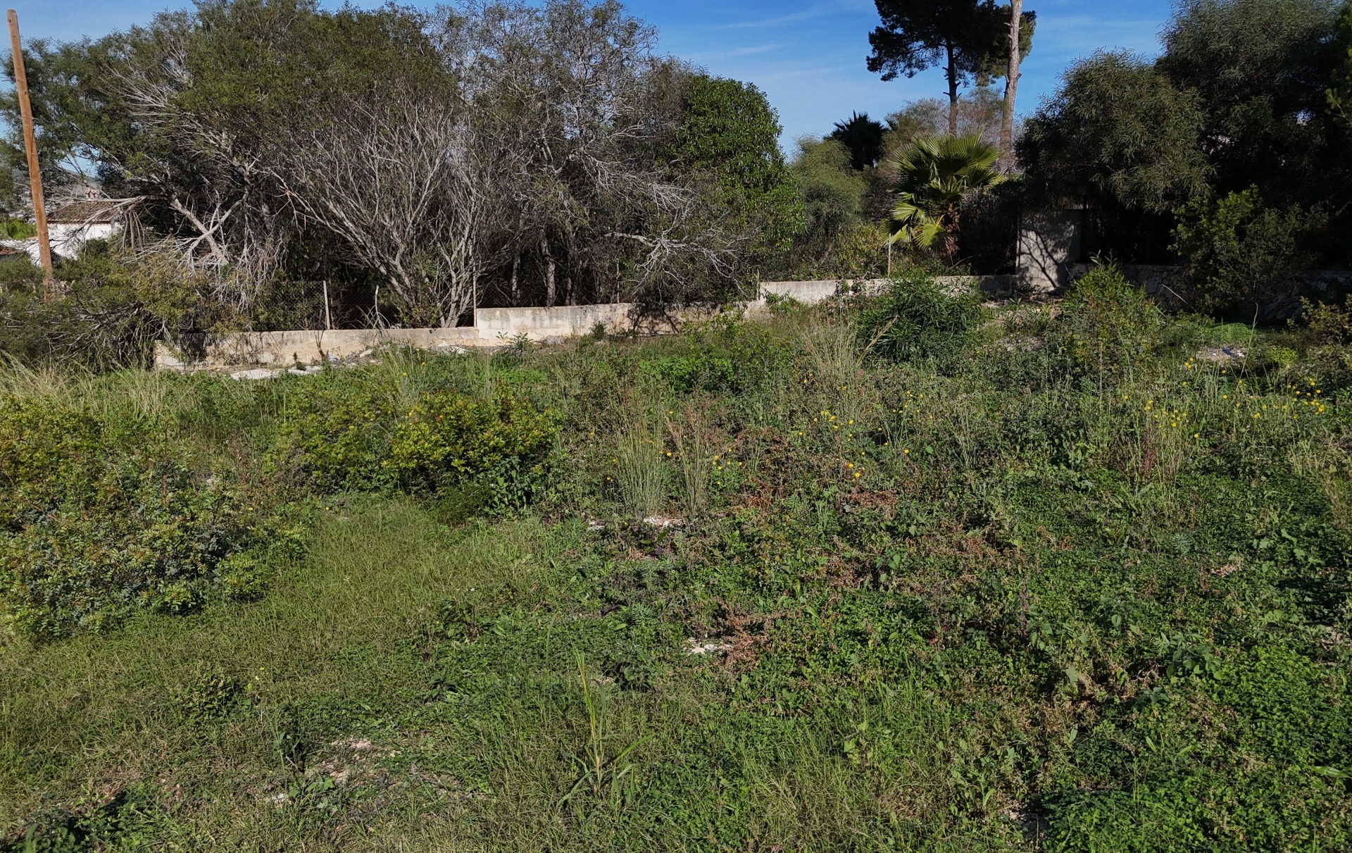 Ansicht des flachen, 889 m² großen Baugrundstücks in Pinosol mit natürlicher Vegetation und bestehender Betonmauer unter klarem Himmel.