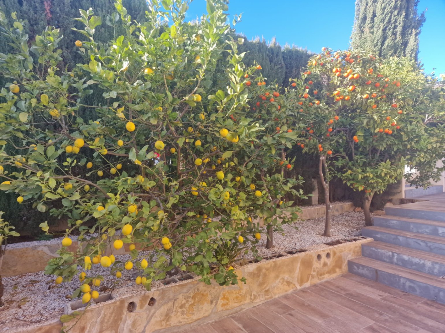 Garten mit Zitronen- und Orangenbäumen in Cumbre del Sol. Holzböden und Hecken.